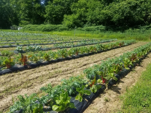 c3-garden-planting-day-930am-2026-05-16